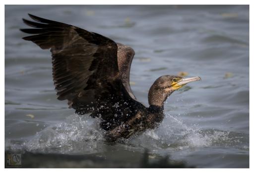 A black sea bird making a splash at an inland lake