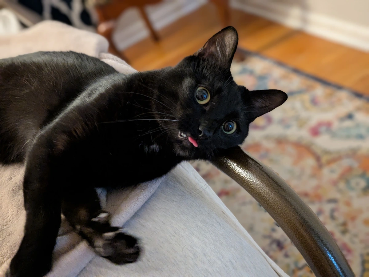 Black cat with tongue out.