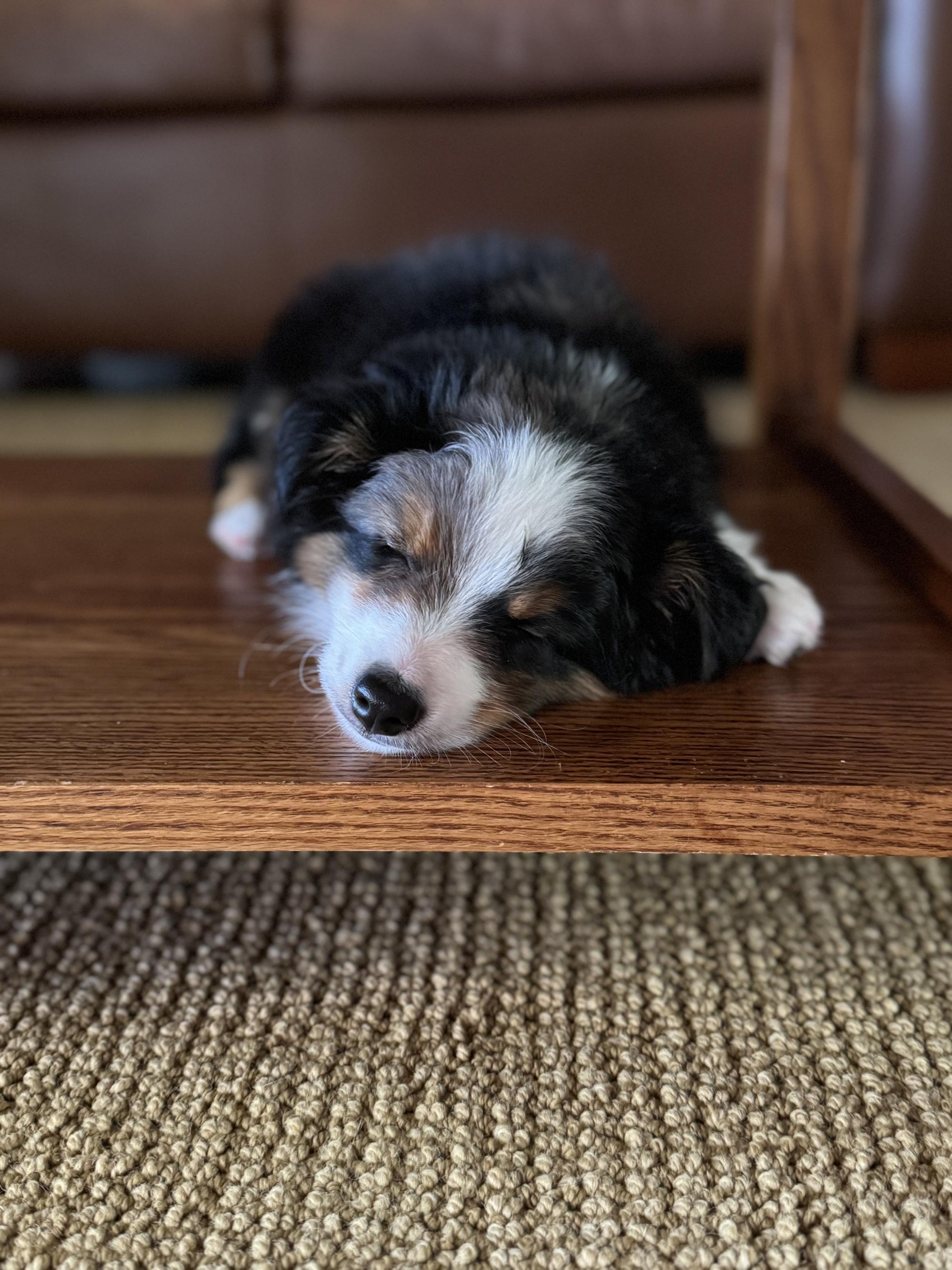 A sleeping Mini Australian Shepherd puppy