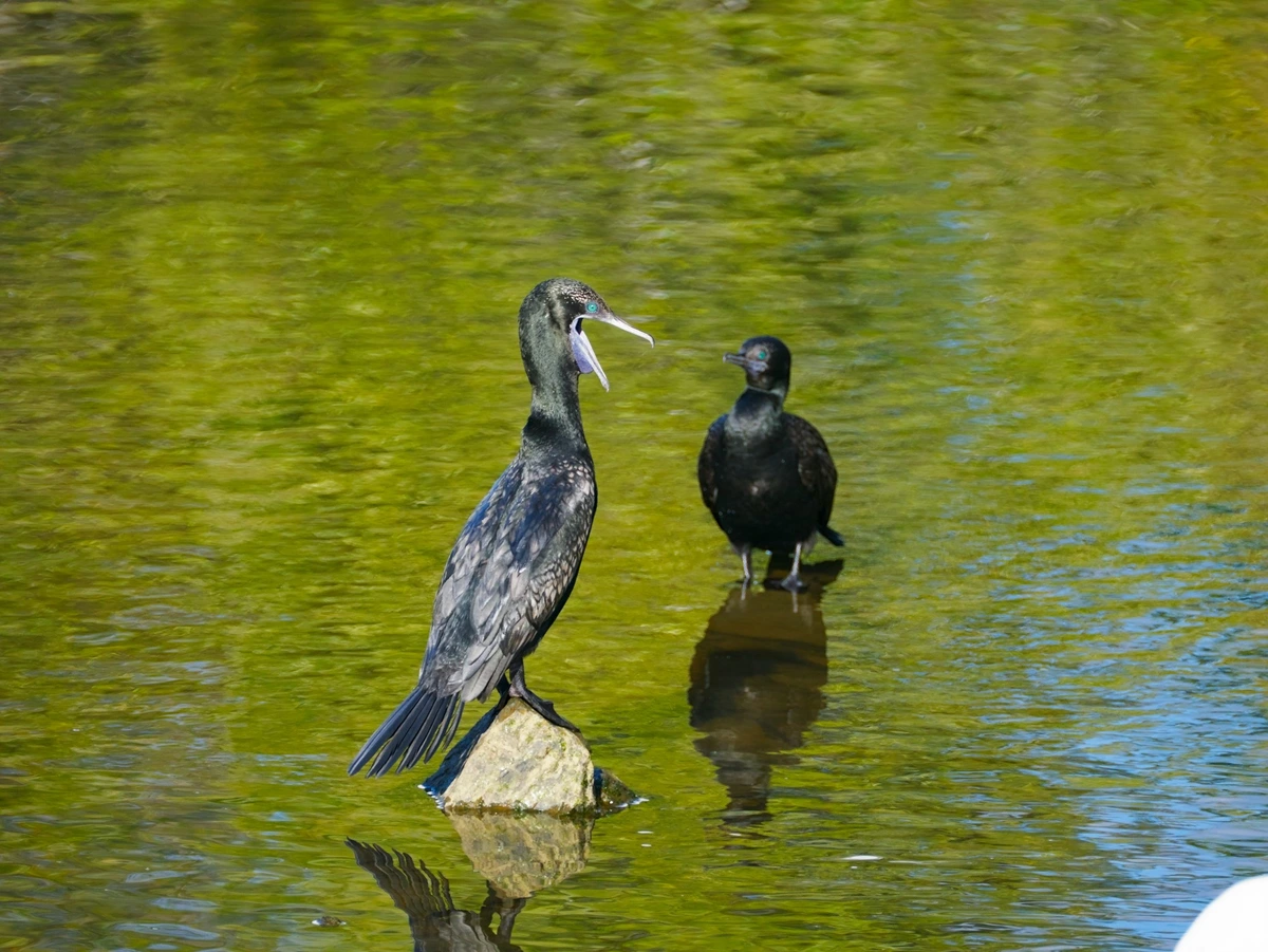 A cormorant perches on a partially submerged rock, its beak open. A second cormorant stands in the water directly behind it. The water is green and reflects both birds and the sky above.