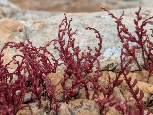 very small red plant with a tendril-like appearance