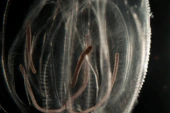 The World’s Oldest Anus Has an Unexplained Glow in Florida