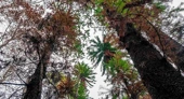 Dinosaur Evergreens Thought Extinct for 2Mil Years Discovered by Park Ranger–the Grove is the ‘Find of the Century’