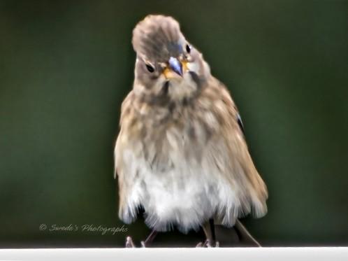 "This image captures a house finch (Haemorhous mexicanus) perched on a white surface, appearing fluffed up to conserve warmth. The bird’s feathers are puffed out, giving it a round, plush appearance, like a tiny ball of warmth against the cold. Its plumage is a mix of soft brown, gray, and white, with delicate streaks running along its body. The beak stands out with a subtle blue and yellow tint, adding an unexpected touch of color to its muted tones.

The house finch tilts its head slightly, its dark eyes conveying a gentle curiosity or quiet awareness. Behind it, the background is a blurred wash of green, likely foliage, contrasting with the crisp, bright foreground. The soft, diffused lighting enhances the texture of its feathers, making every detail of its downy warmth visible. The overall impression is of a small creature braving the elements, adapting through its natural ability to trap heat within its fluffed-up feathers." - Copilot