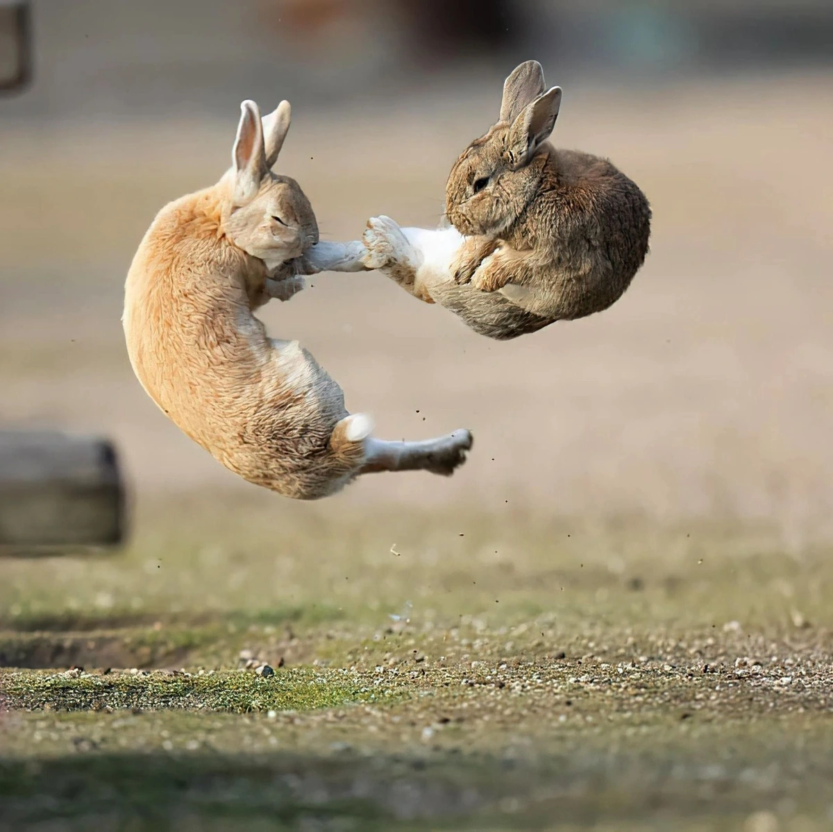 Rabbits fighting mid-air in Japan. Photo by Mora Nakamura