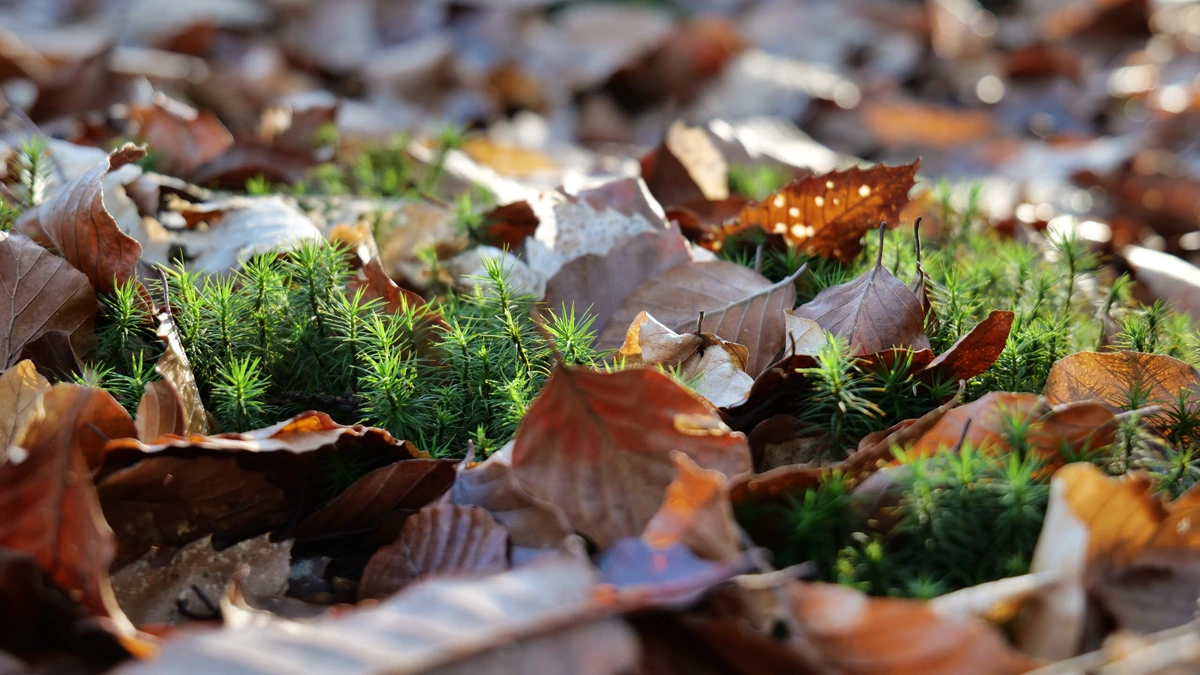 Photograph of the moss "Polytrichum spec." that's protruding from a scattered layer of leaves. Shot laterally right above the ground.