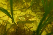 Seagrasses Capture Carbon 35 Times Faster Than Tropical Rainforests. Scientists Are Working to Save Them - Inside Climate News