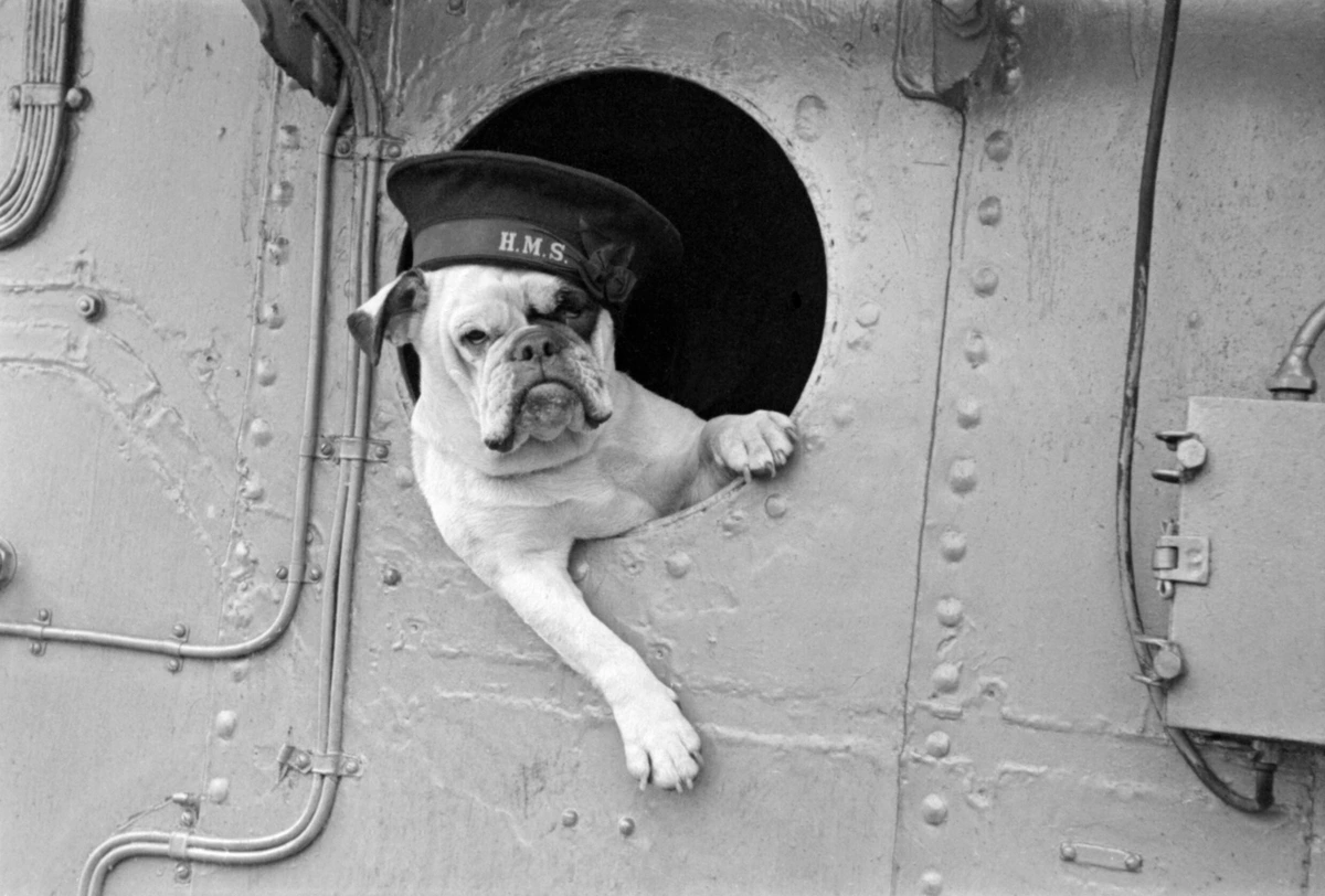 Ship's Dog "Venus" of the Royal Navy, UK, WW2, 1941