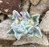 A Devilish New Species Discovered in Big Bend National Park