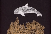 The resilience of the elusive vaquita - High Country News