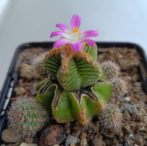 flowering Aztekium valdezii cactus