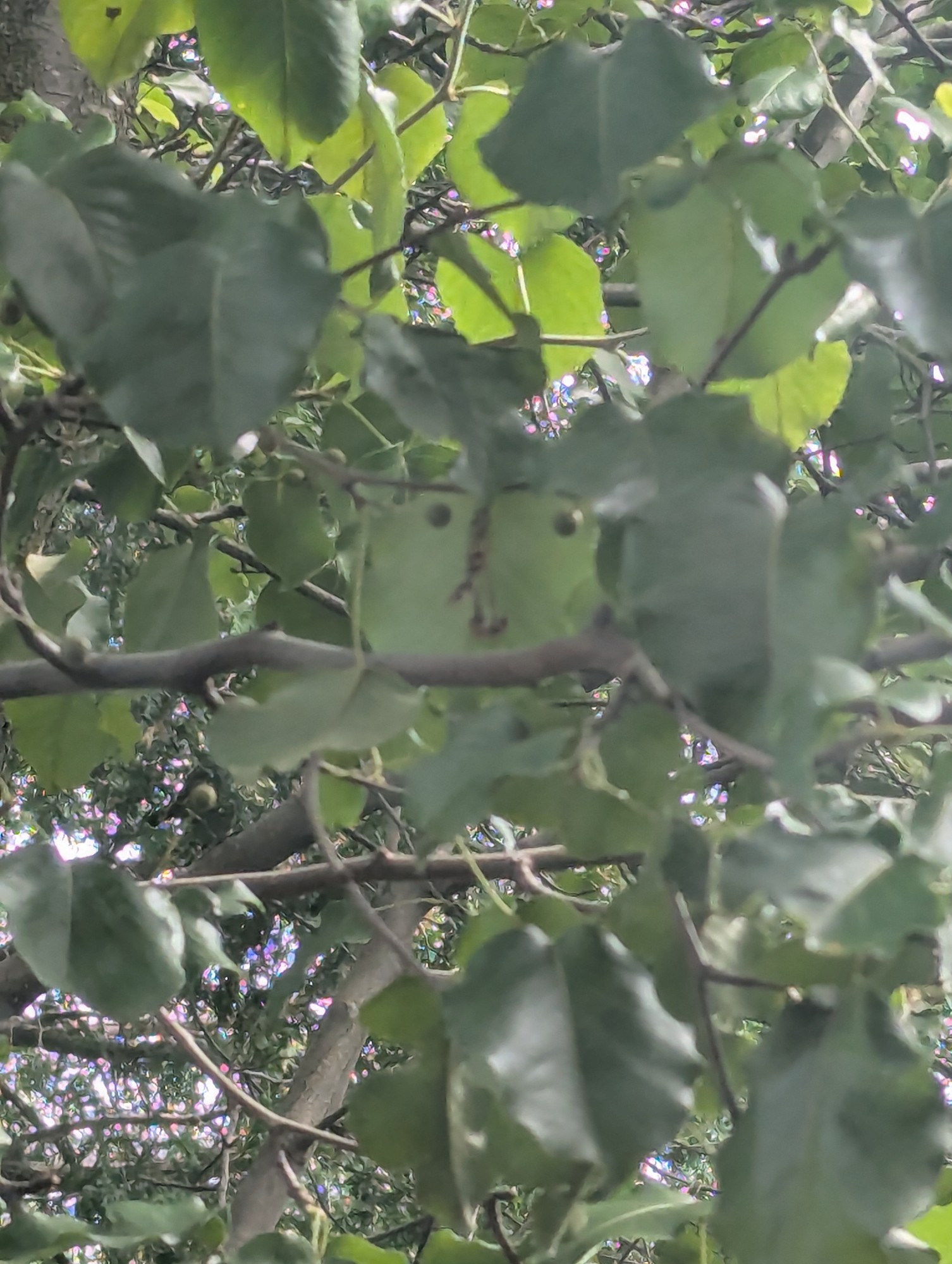 leaves
