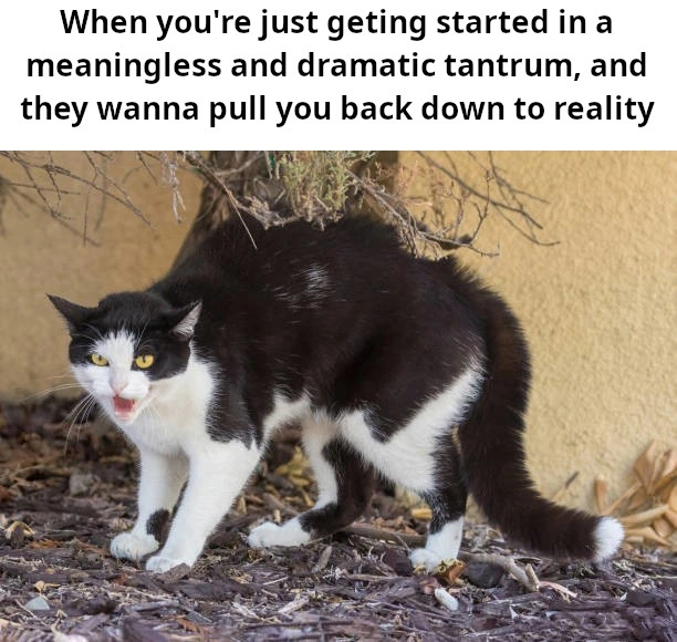A picture of an adult cat in the hissing position -- feet down, body pulled back, hair straight up and mouth open. Basically my reaction when I'm getting started in a meaningless and dramatic tantrum, just found a bunch of matching emotions to dramatically feel, and logical reasons to build upon! All this, and then these cruel-hearted monsters wanna take you back down to reality.