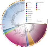 Deep origin of eukaryotes outside Heimdallarchaeia within Asgardarchaeota - Nature