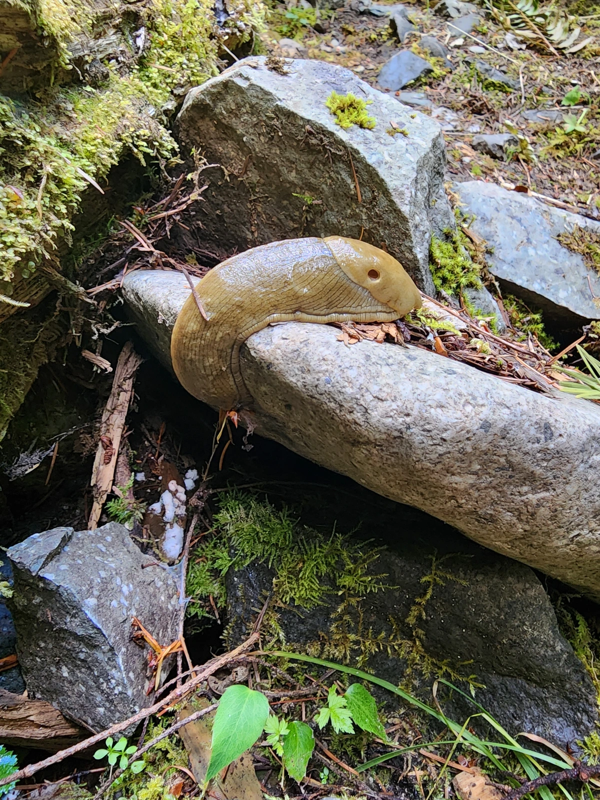 Banana Slug, Washington USA [OC]