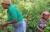 Defending Ancestral Forests from Corporate Plunder: Boki Women Lead the Way