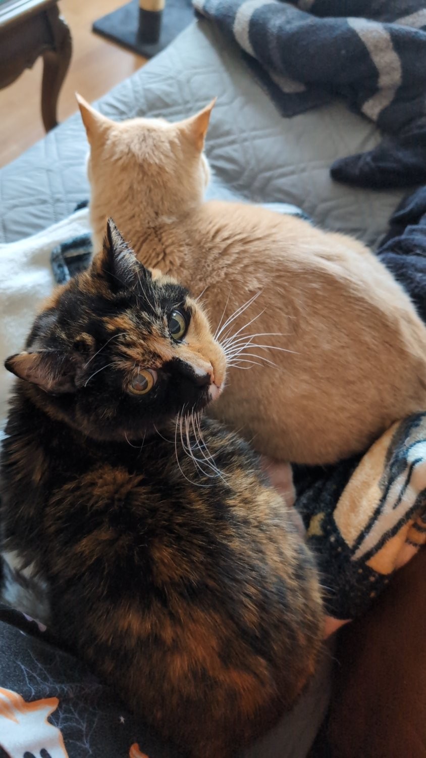 Tortie cat looking at camera orange cat looking away
