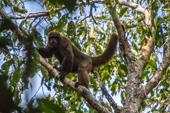 Newly-declared conservation area in Peru is home to pink dolphins, giant armadillos and woolly monkeys