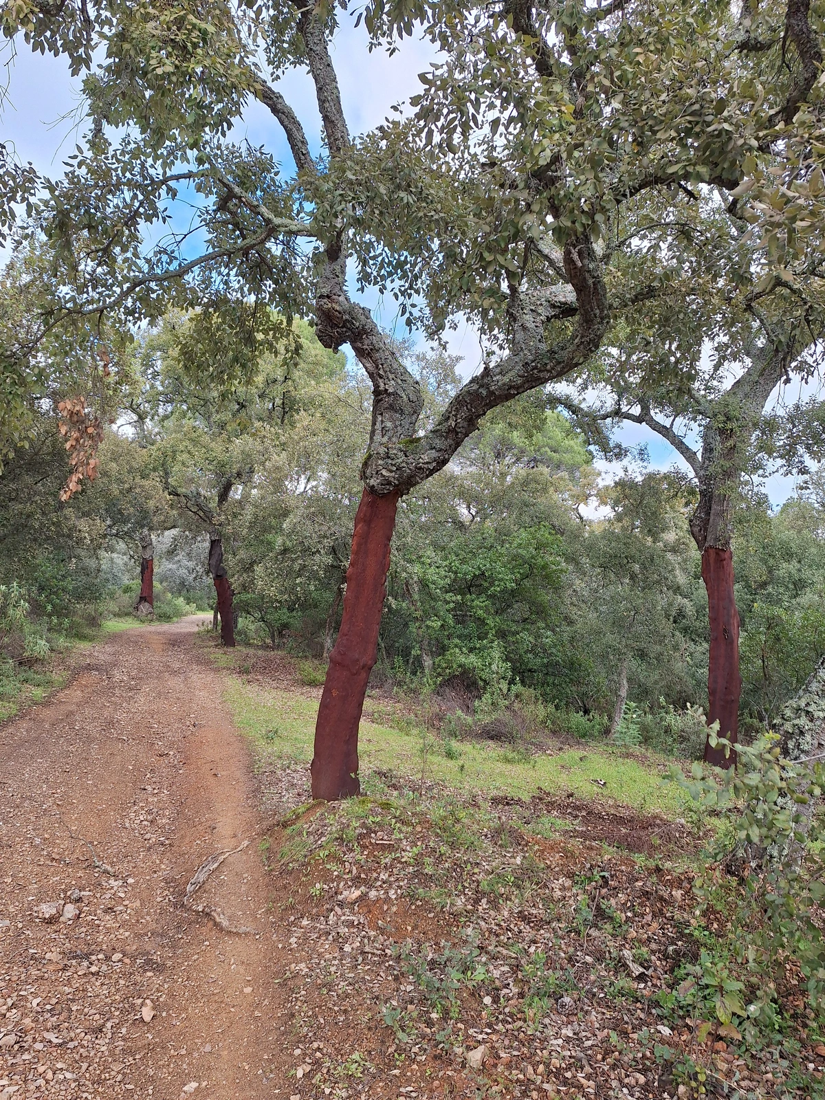 Cork oak trees, S. Spain
