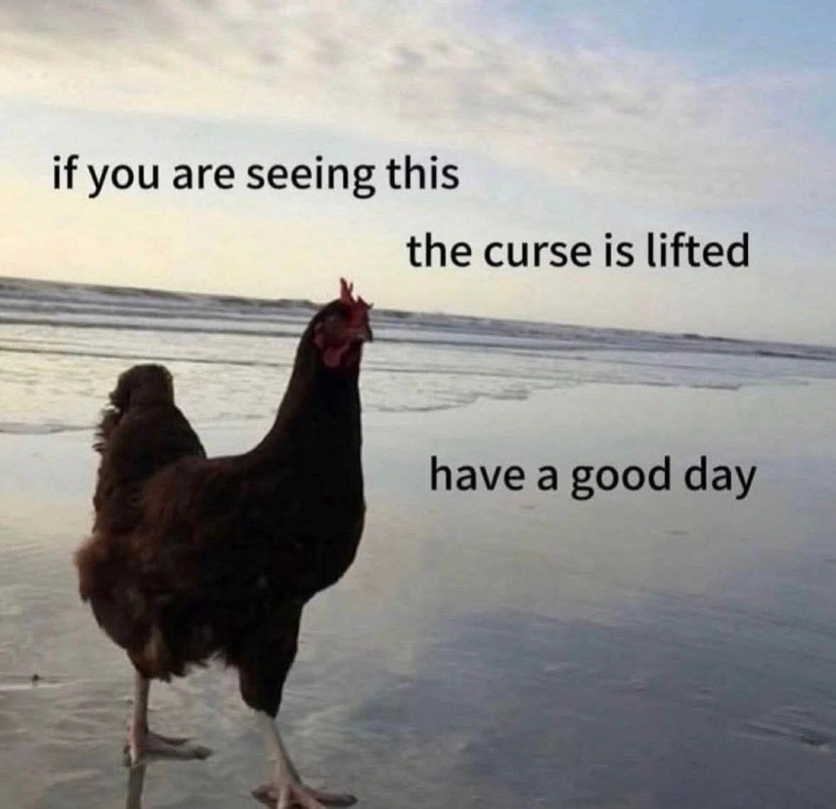 By my rule, I lift your curse, comrade