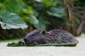 More than 500 years later, the Beaver is back in Portugal | Rewilding Portugal