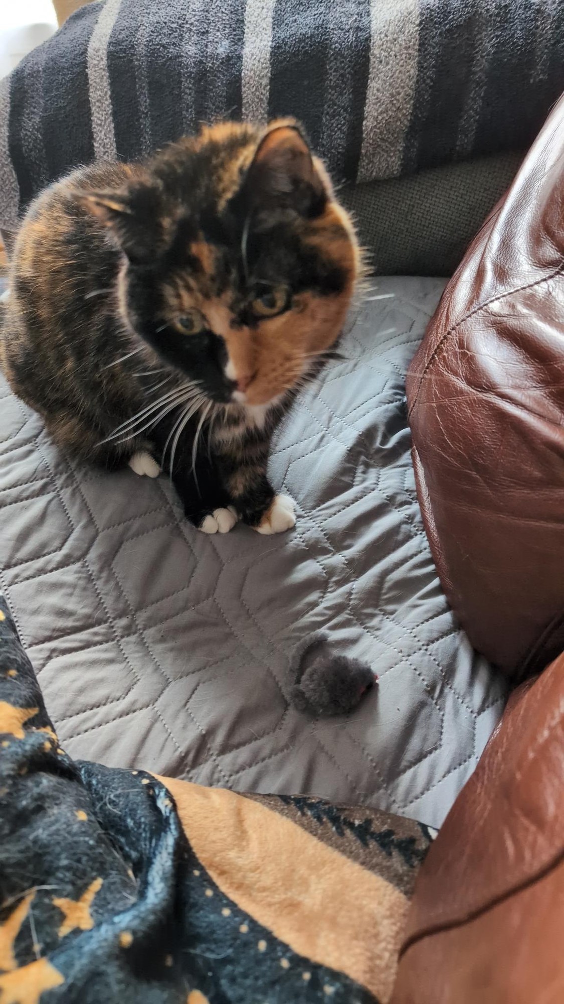 Tortie cat with toy mouse