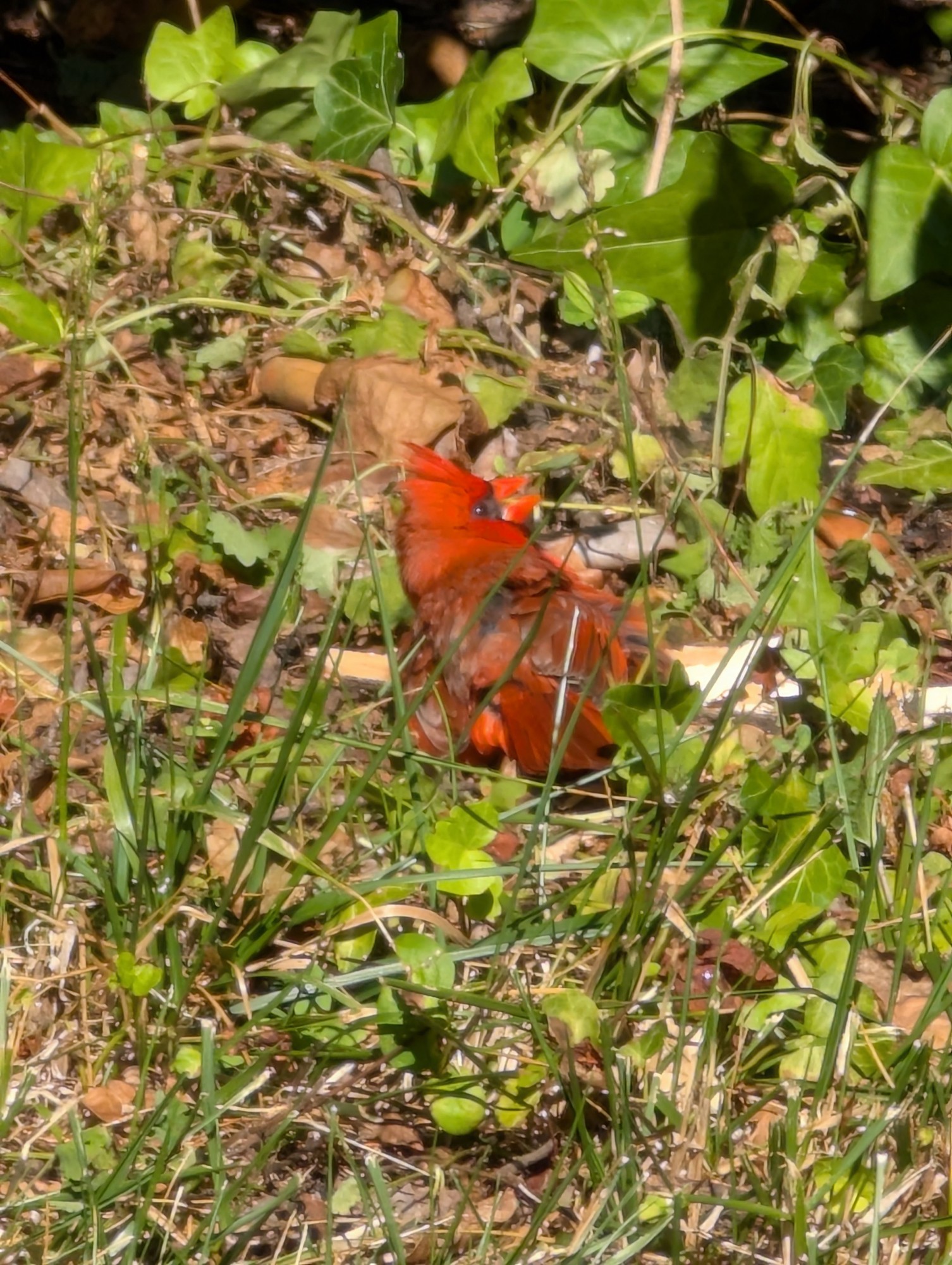 A northern Cardinal sunbathing