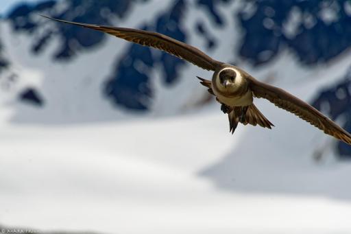 An Arctic Skua in Svalbard was unhappy that we were close to its well camouflaged nest so we had to move in a number of directions while it swooped us trying to work out which direction was further away.