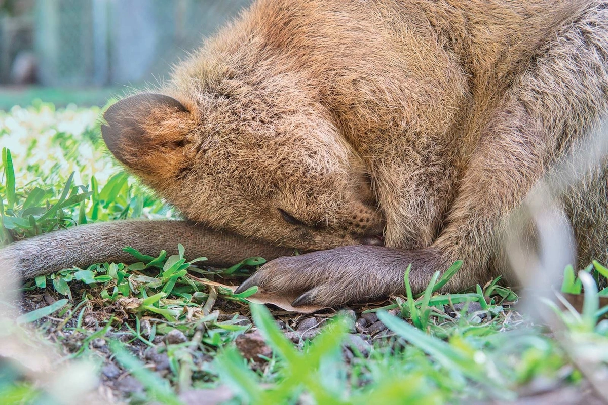 Quokka, Animal, Australia