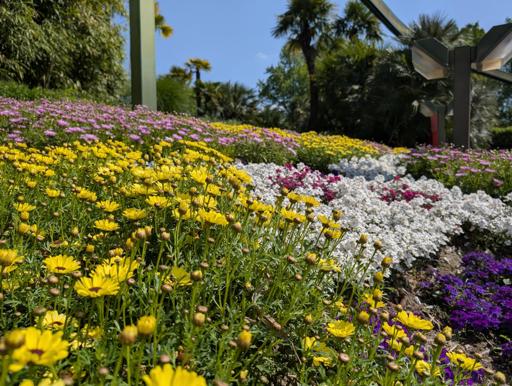 A gentle slope blanketed in a symphony of flowers - yellow daisies, soft purples, snowy whites, and flashes of magenta - bask in the midday sun beneath a clear blue sky. The vivid colors sing silently, a peaceful melody for the eyes, while the air hums with quiet. Palms and green foliage frame the scene, amplifying nature’s silent harmony - a serene stillness that feels like a whispered lullaby to the soul.
