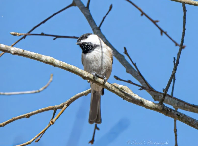 "A small Carolina Chickadee perches on a bare tree branch against a clear, radiant blue sky. The bird’s plumage is soft and subtle—its body cloaked in gentle gray and buff tones, with a crisp black cap and bib framing its white cheeks like a feathered mask. Its eyes are dark and alert, and its tiny beak points forward with quiet curiosity.

The branch it rests on is slender and leafless, suggesting late fall or early spring. Its pale bark contrasts with the chickadee’s muted colors, creating a delicate balance between perch and plumage. The sky behind is a brilliant, uninterrupted blue—an expansive canvas that makes the bird’s small form feel both solitary and sovereign.

The composition is simple and serene, capturing a moment of stillness and clarity. The watermark “© Swede's Photographs” sits unobtrusively in the bottom right corner, a gentle signature to the scene." - Microsoft Copilot