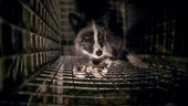 Caging Animals for Fashion: Europe’s Once-in-a-Generation Chance to End Fur Farming