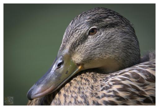 a side profile photograph of a duck