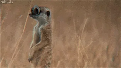 Post programmé avec image sans crosspost