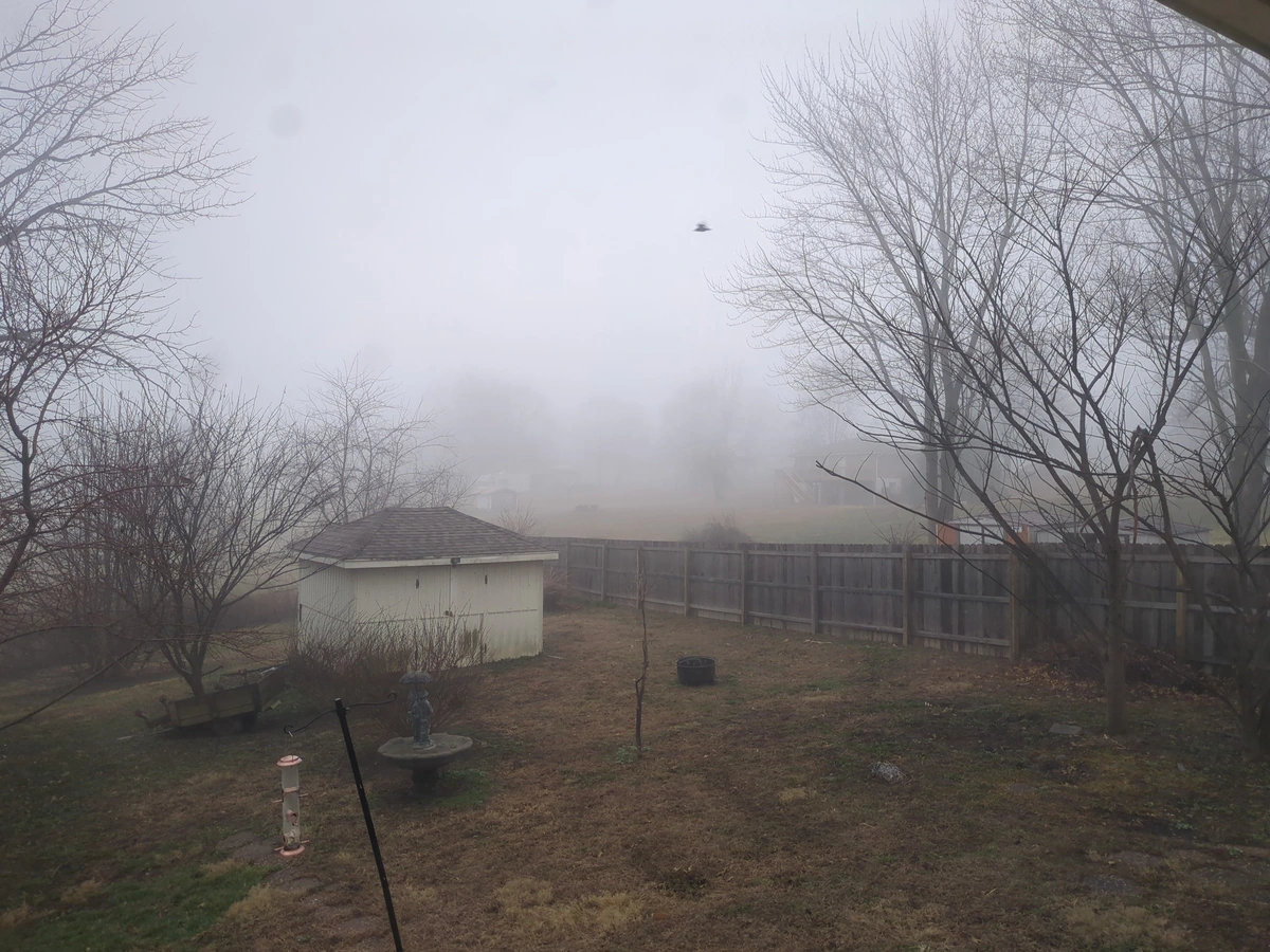 foggy back yard.