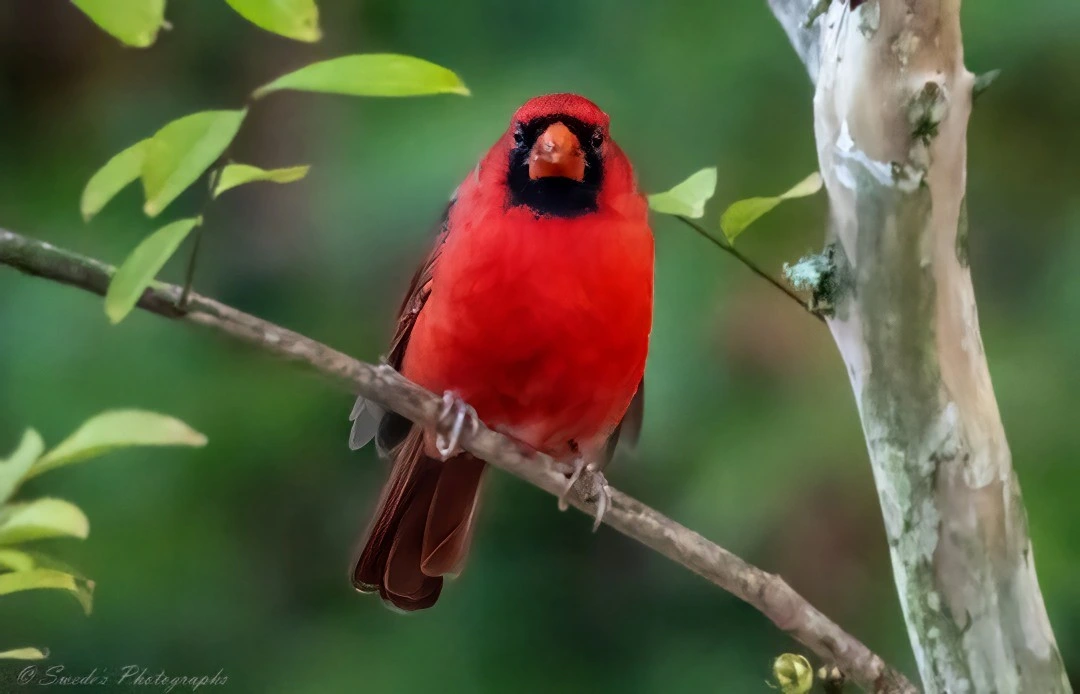 "A brilliant male Northern Cardinal perches with quiet authority on a slender, leafless branch. His plumage blazes in saturated crimson, a living ember against the soft, blurred backdrop of green foliage. The red is not uniform—it deepens around his wings and tail, while his crest rises like a flame, sharp and proud.

His face is marked by a bold black mask that stretches from the base of his stout orange beak to encircle his eyes, giving him a look of dignified alertness. The beak itself is conical and powerful, designed for cracking seeds but here closed in contemplative stillness.

The branch he rests on is pale and textured, its bark slightly rough, offering a natural pedestal for this avian jewel. The background is a gentle wash of green, softly out of focus, suggesting a lush forest or garden beyond. This blur enhances the cardinal’s sharpness, making him appear almost sculptural—etched in light and color.

There is no motion in the image, yet the bird’s posture hints at readiness. His claws grip the branch with precision. His gaze is forward, steady, as if watching something unseen. The entire composition feels reverent, as if nature paused to admire its own handiwork." - Microsoft Copilot