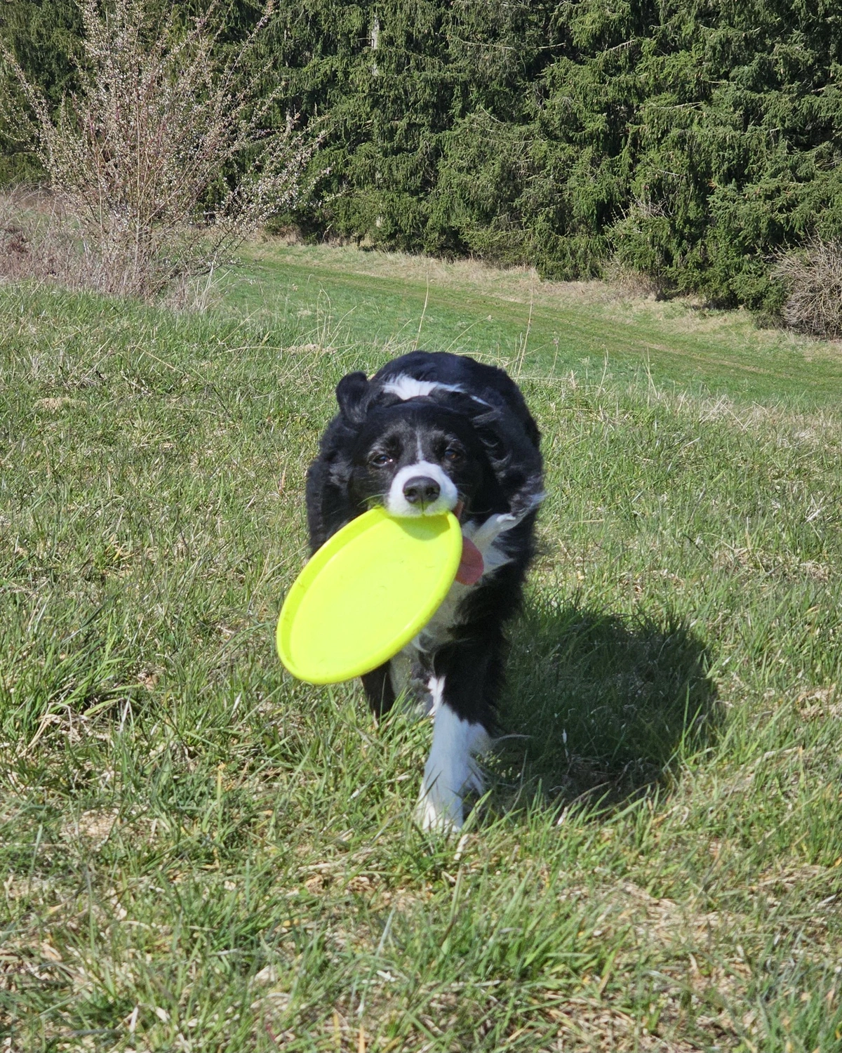 Non-LLM Luna running with non-LLM frisbee