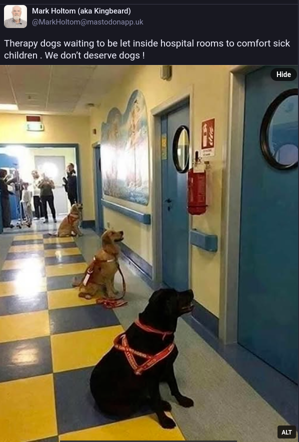 A Mastodon screenshot of a toot by Mark Holtom: "Therapy dogs waiting to be let inside hospital rooms to comfort sick children . We don't deserve dogs!" followed by a picture of a line of dogs in a hospital corridor, sitting to attention outside ward doors. They are waiting to be let into these children's wards to comfort the sick children.