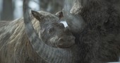 Apple TV+ announces “Prehistoric Planet: Ice Age”