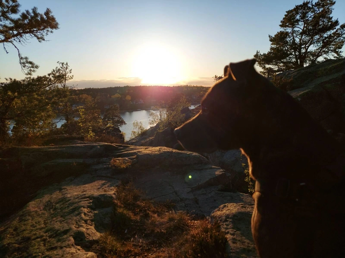 Photo of Zelda the dog looking focused but not in the beautiful sunset on the horizon.