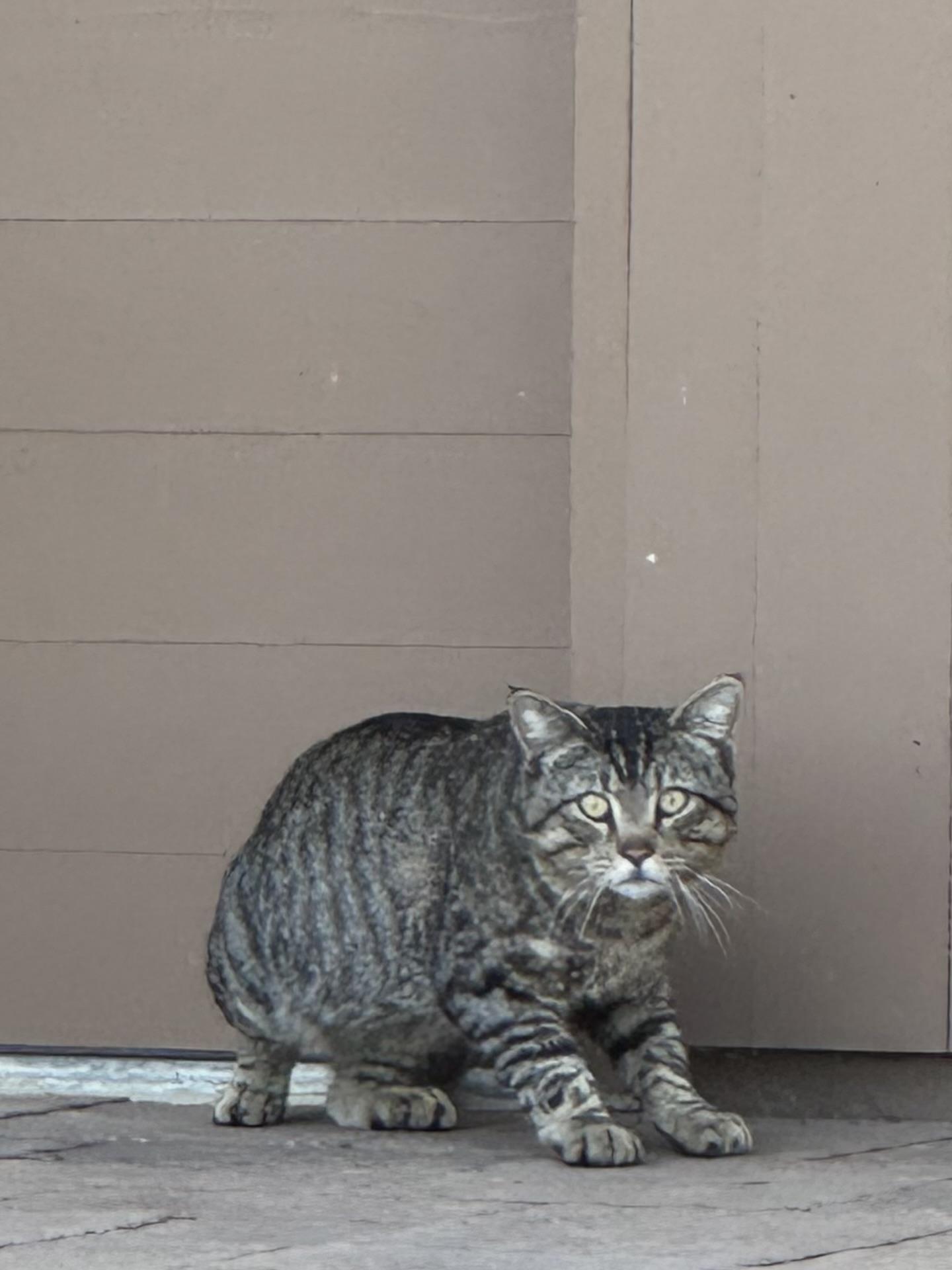 A scared cat