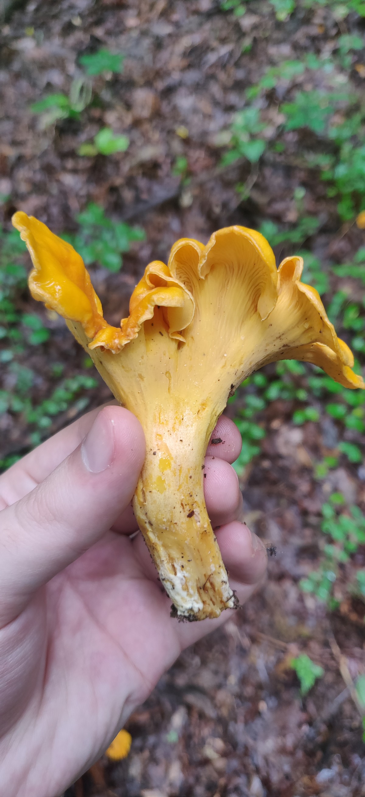 Chanterelle Fajitas
