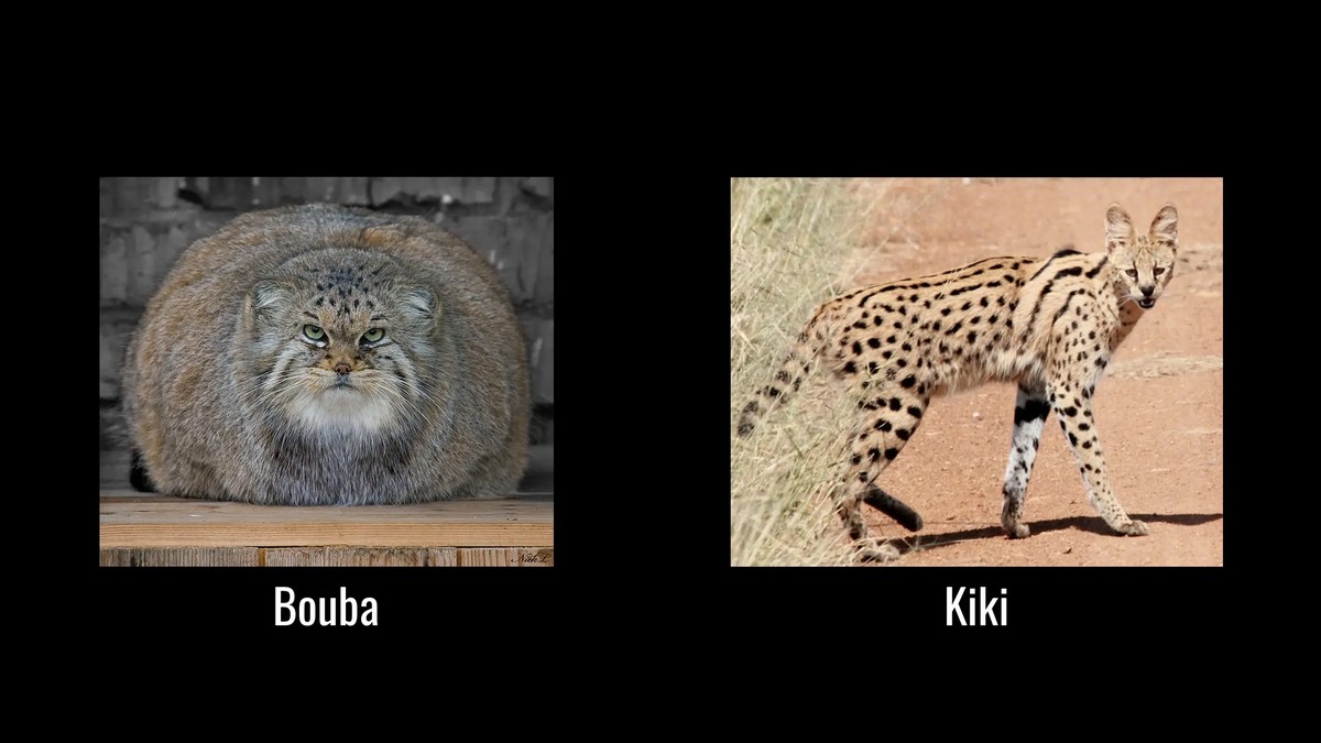 Meme image.  On the left side is a picture labeled "bouba", of a manul looking extremely fluffy and round, with its distinctive round pupils clearly visible. Its fur is mostly a sort of orangeish brown color, with light whitish fur under the chin and on its "chest".  On the right side of the meme is a picture labeled "kiki", of a long-legged, pointy-eared, serval with black spots and stripes on its golden yellow fur.