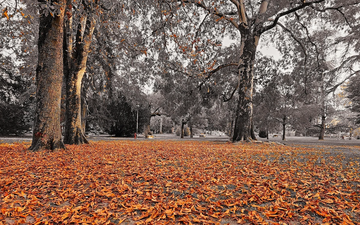 A wide view of a park in autumn where the ground is completely covered with dry orange leaves. Tall trees with textured trunks stand throughout the scene, their branches stretching overhead. Most of the background is desaturated, which makes the orange leaves and a few remaining colored details stand out. Benches and a small lamppost are visible in the distance among the trees.