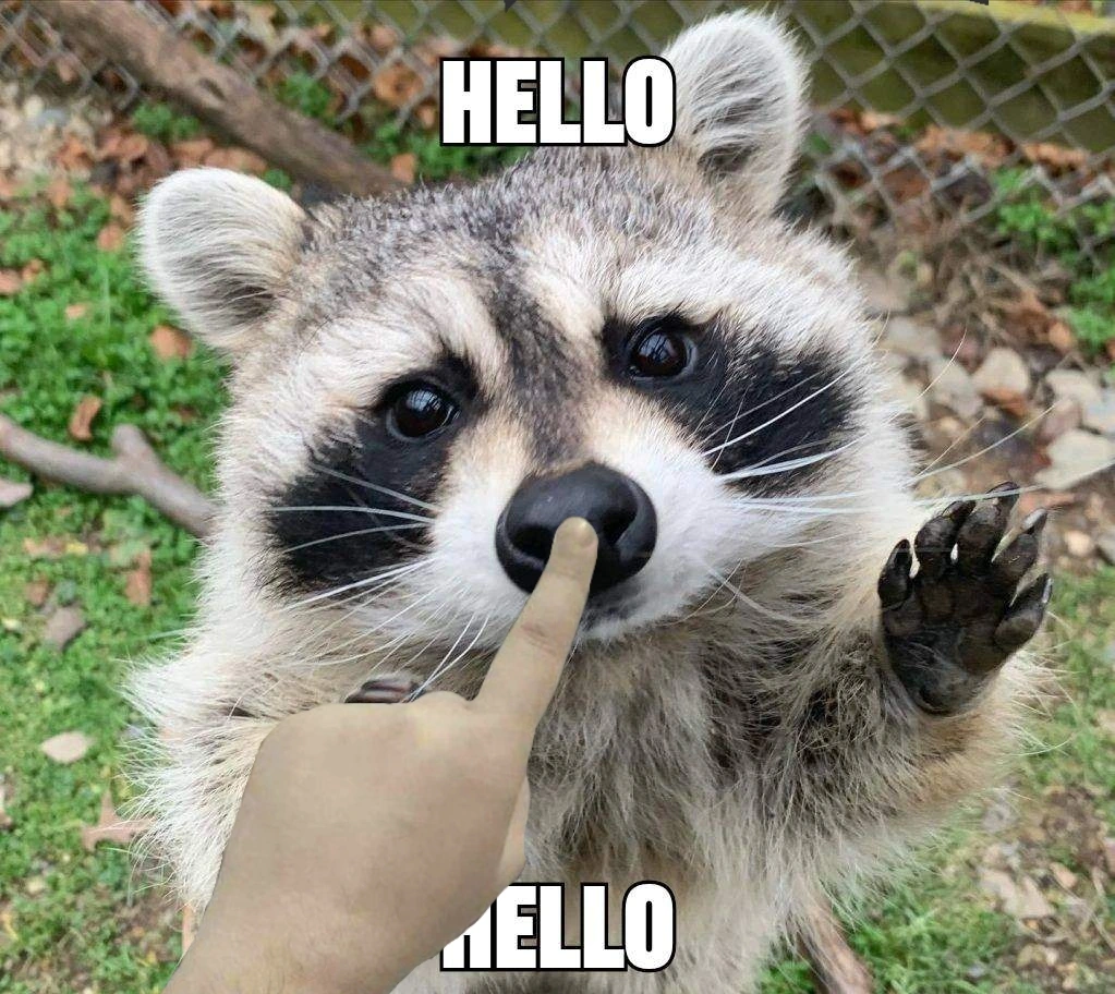 a close-up of a raccoon reaching towards a person’s finger, with the text "HELLO HELLO" above