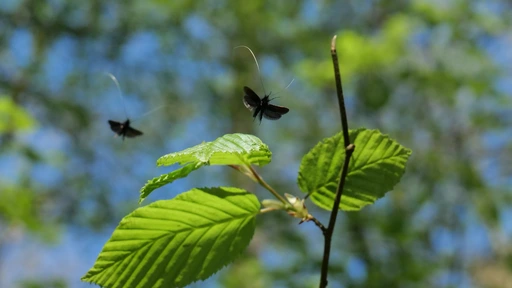 Mid-flight shots of a group of moths; Adela reaumurella