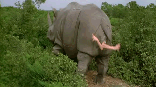 ace ventura rhino scene gif.gif