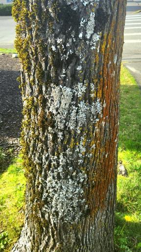 A tree trunk with green, white, and orange moss in vertical bands
