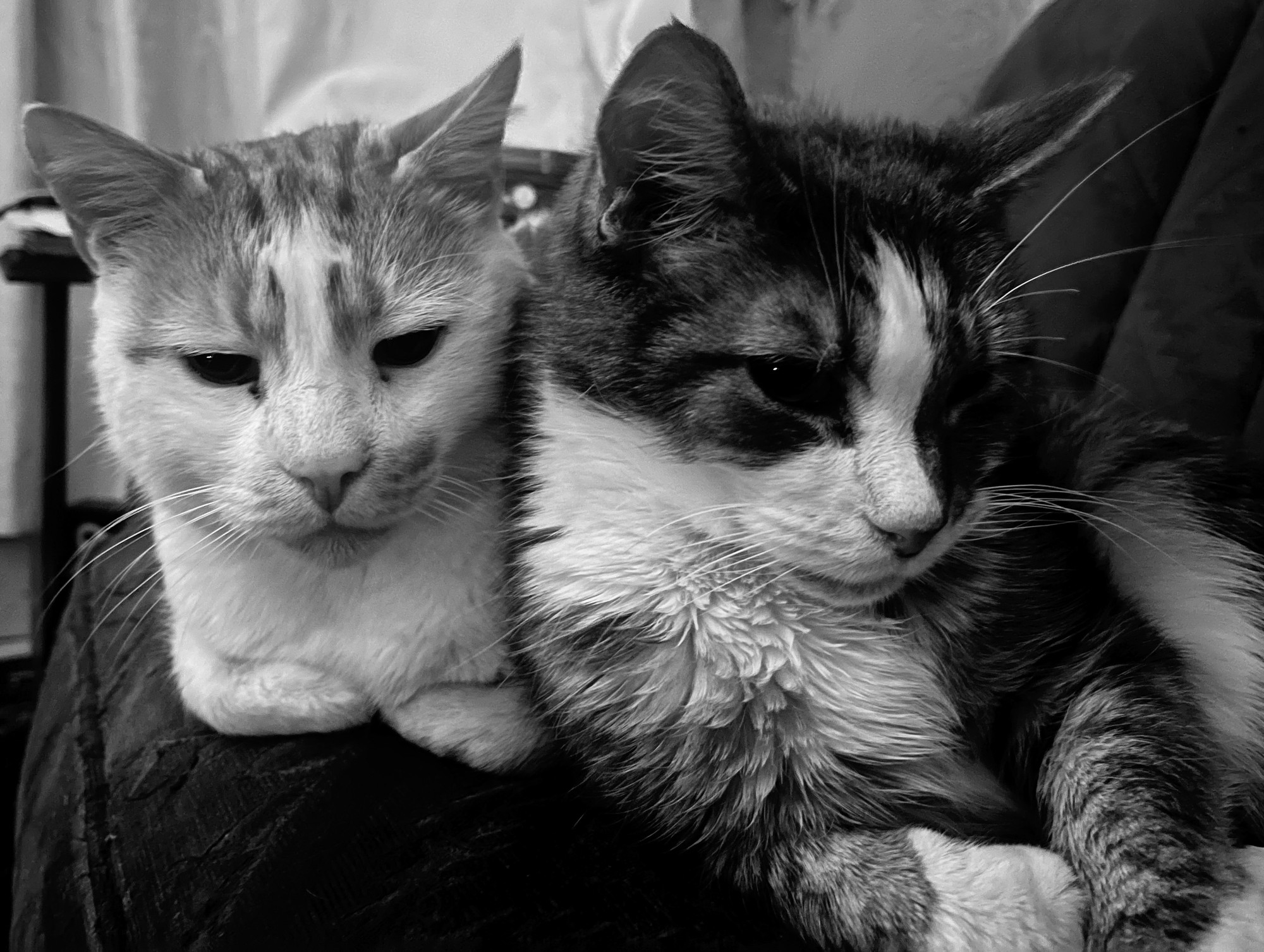 Steve and Coco.