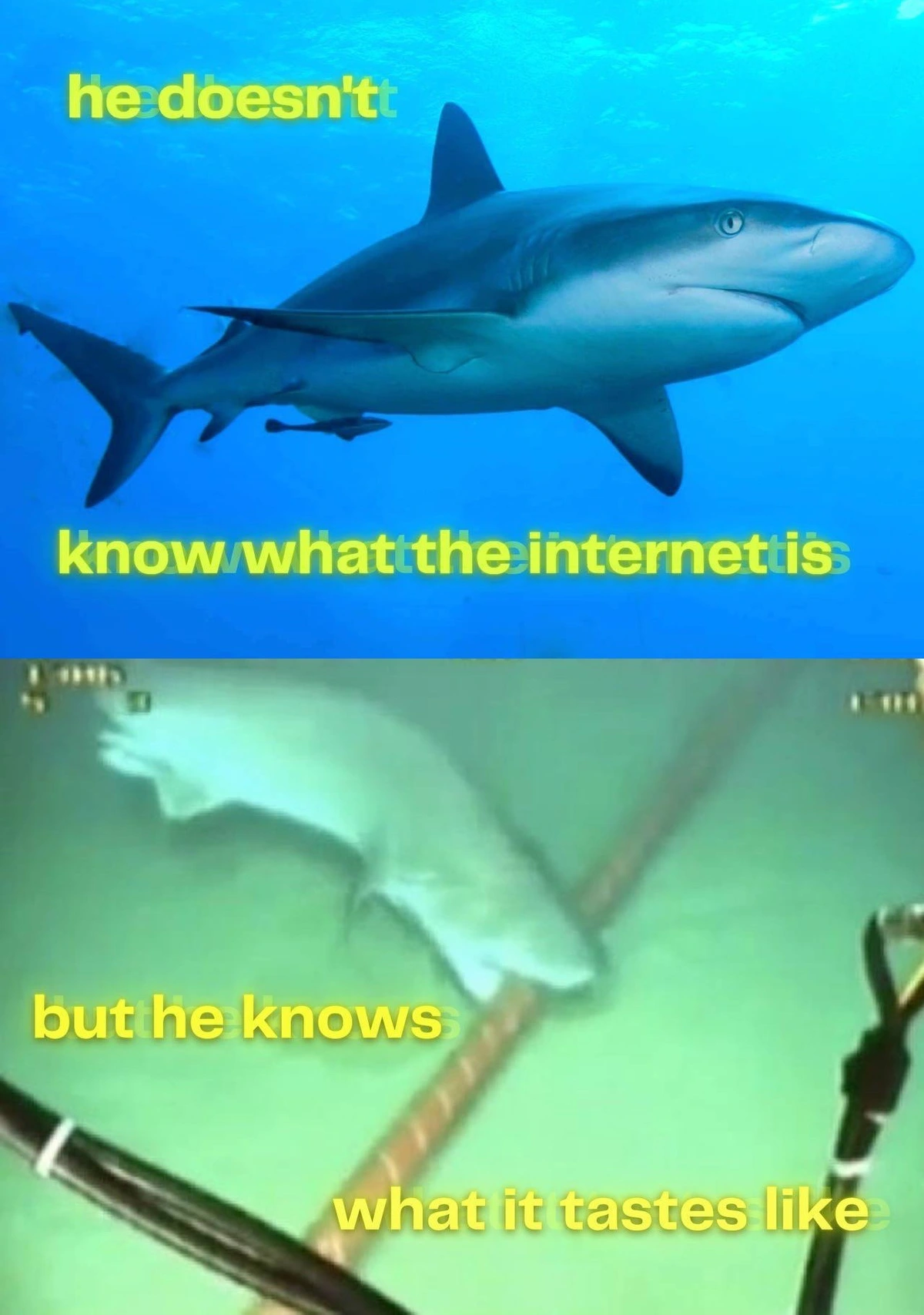 An image of a shark in the sea, captioned "he doesn't know what the internet is". An image of a shark biting a submarine cable, captioned "but he knows what it tastes like"